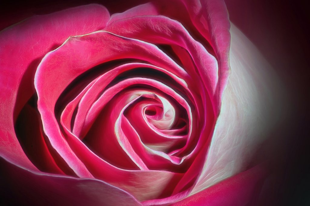 Flower Petals Rosa Floral Flora  - Camera-man / Pixabay