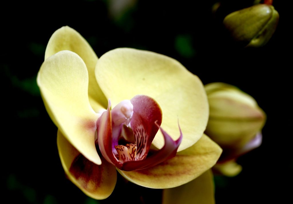 Orchid Flower Phalaenopsis Amabilis  - ignartonosbg / Pixabay