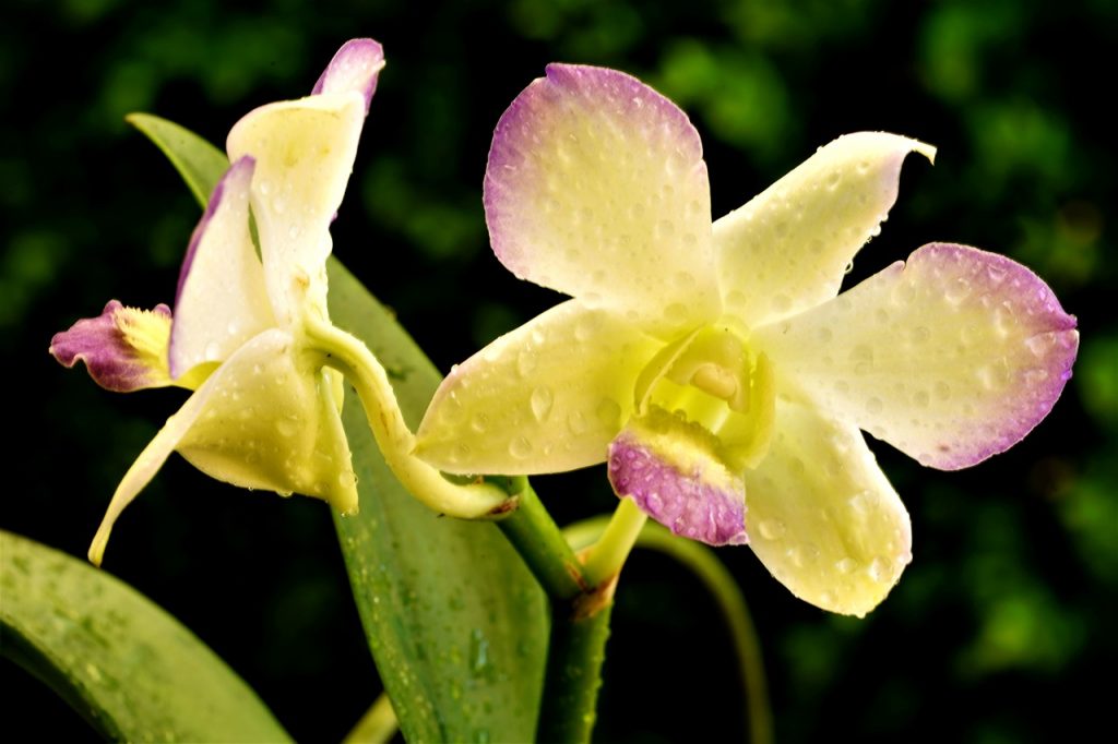 Orchids Flowers Dewdrops Dew  - ignartonosbg / Pixabay