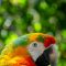 Parrot Bird Perched Animal  - flutie8211 / Pixabay