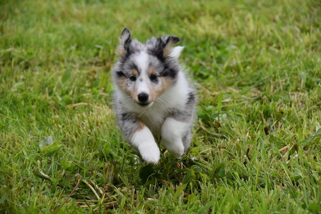 Puppy Sheltie Dog Pet Canine - JACLOU-DL / Pixabay